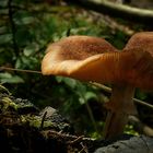 The Fungi world (84) : Honey Fungus