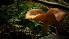 The Fungi world (84) : Honey Fungus
