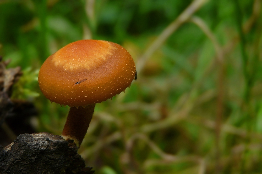 The Fungi world (85) : Rhodocybe nitellina