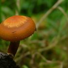 The Fungi world (85) : Rhodocybe nitellina