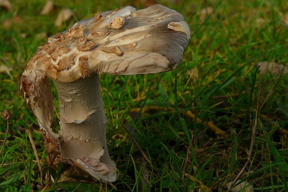 The Fungi world (86) : Inocybe squamata