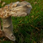 The Fungi world (86) : Inocybe squamata