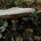 The Fungi world (87) : Shaggy Parasol