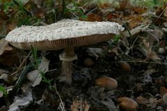 The Fungi world (87) : Shaggy Parasol