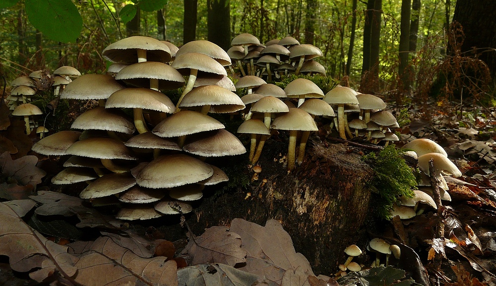 The Fungi world (88) : Clustered Brittlestem