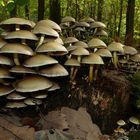 The Fungi world (88) : Clustered Brittlestem