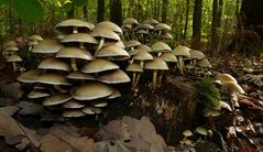 The Fungi world (88) : Clustered Brittlestem