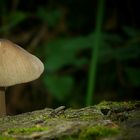 The Fungi world (89) : Fenugreek Milkcap