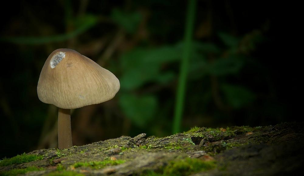 The Fungi world (89) : Fenugreek Milkcap