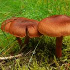 The Fungi world (9) : Witch’s hat