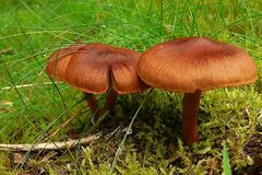 The Fungi world (9) : Witch’s hat