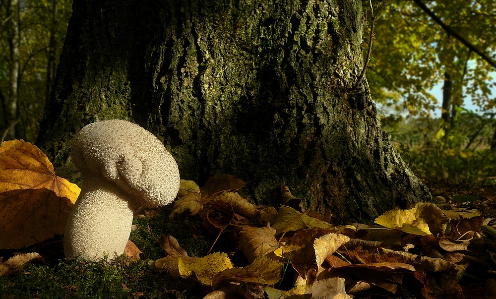The Fungi world (90) : Common Puffball