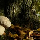 The Fungi world (90) : Common Puffball