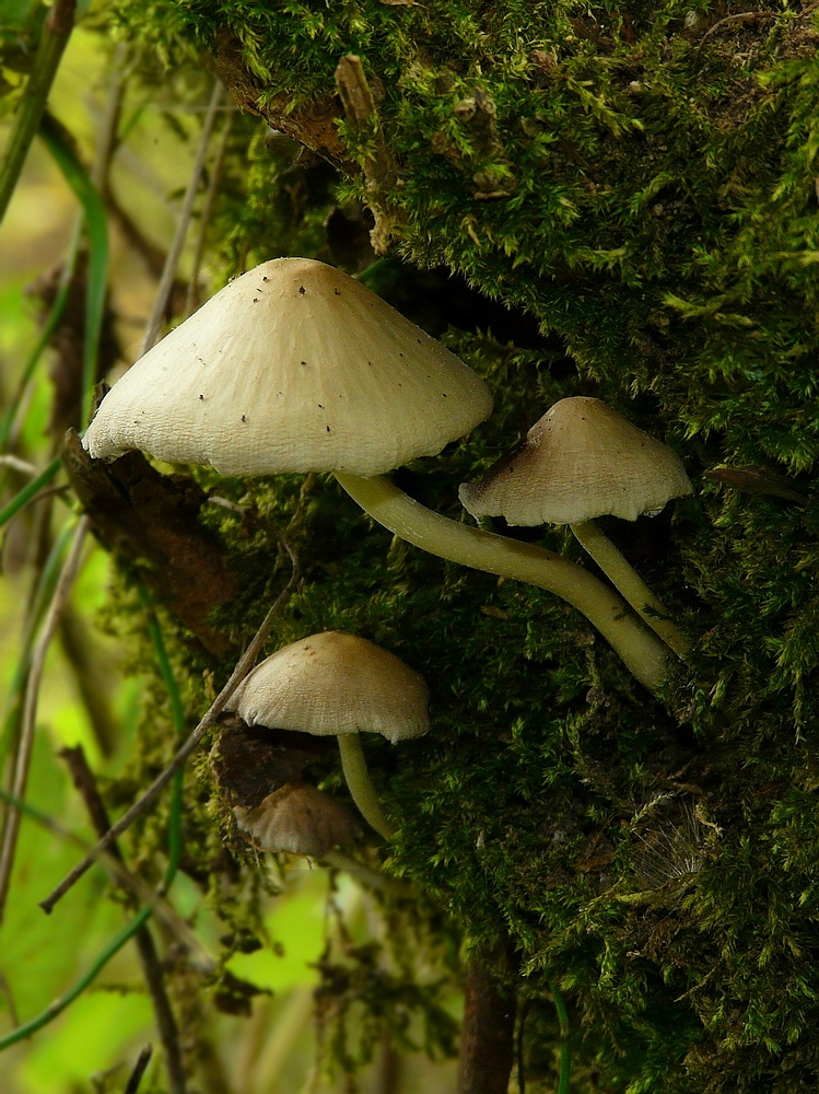 The Fungi world (91) : Bearded Dapperling