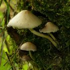 The Fungi world (91) : Bearded Dapperling