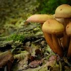 The Fungi world (92) : Sheathed Woodtuft