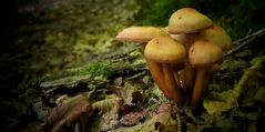The Fungi world (92) : Sheathed Woodtuft