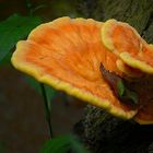 The Fungi world (93) : Chicken of the Woods