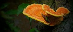The Fungi world (93) : Chicken of the Woods