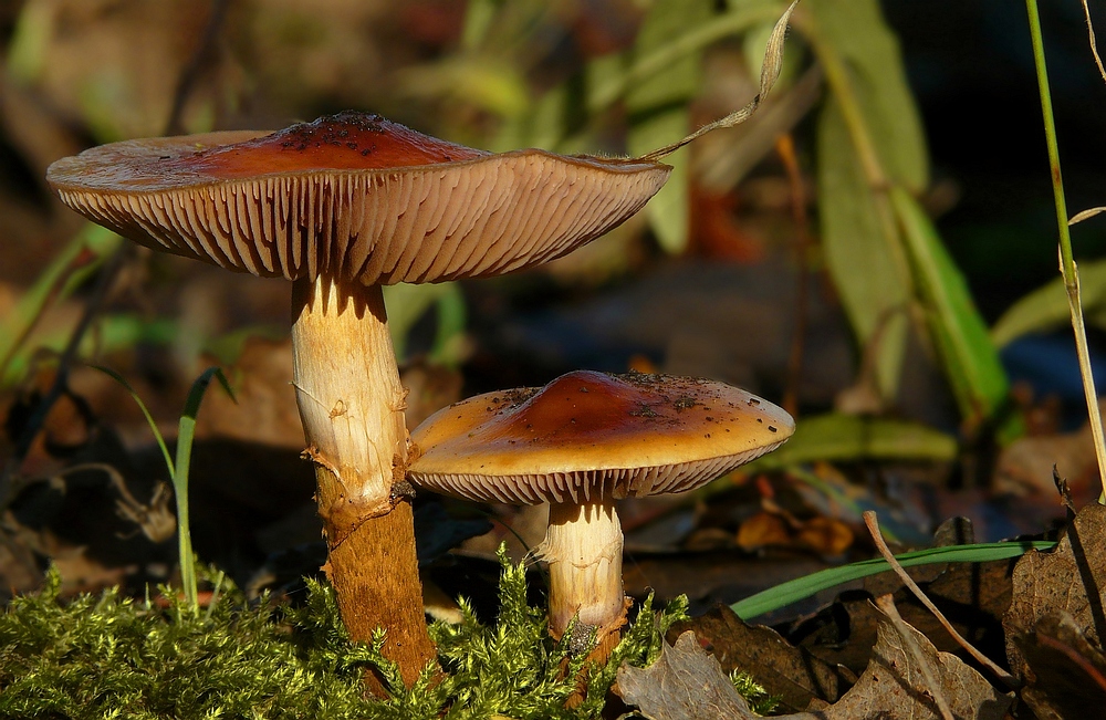 The Fungi world (94) : Birch Webcap
