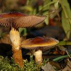 The Fungi world (94) : Birch Webcap