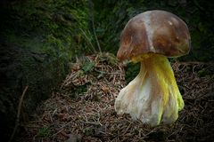 The Fungi world (95) : Penny Bun