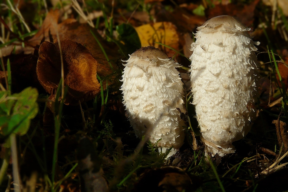 The Fungi world (96) : Shaggy Inkcap