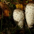 The Fungi world (96) : Shaggy Inkcap