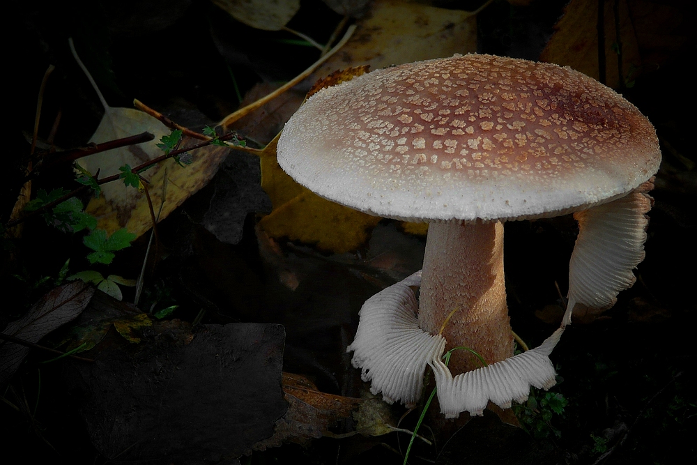 The Fungi world (97) : Blusher