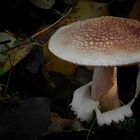 The Fungi world (97) : Blusher
