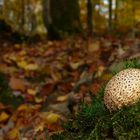 The Fungi world (98) : Common Earthball