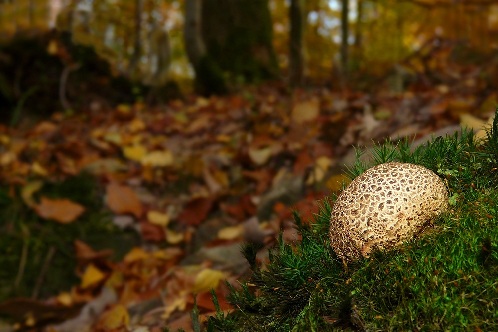 The Fungi world (98) : Common Earthball