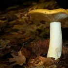 The Fungi world (99) : Ochre Brittlegill