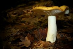 The Fungi world (99) : Ochre Brittlegill