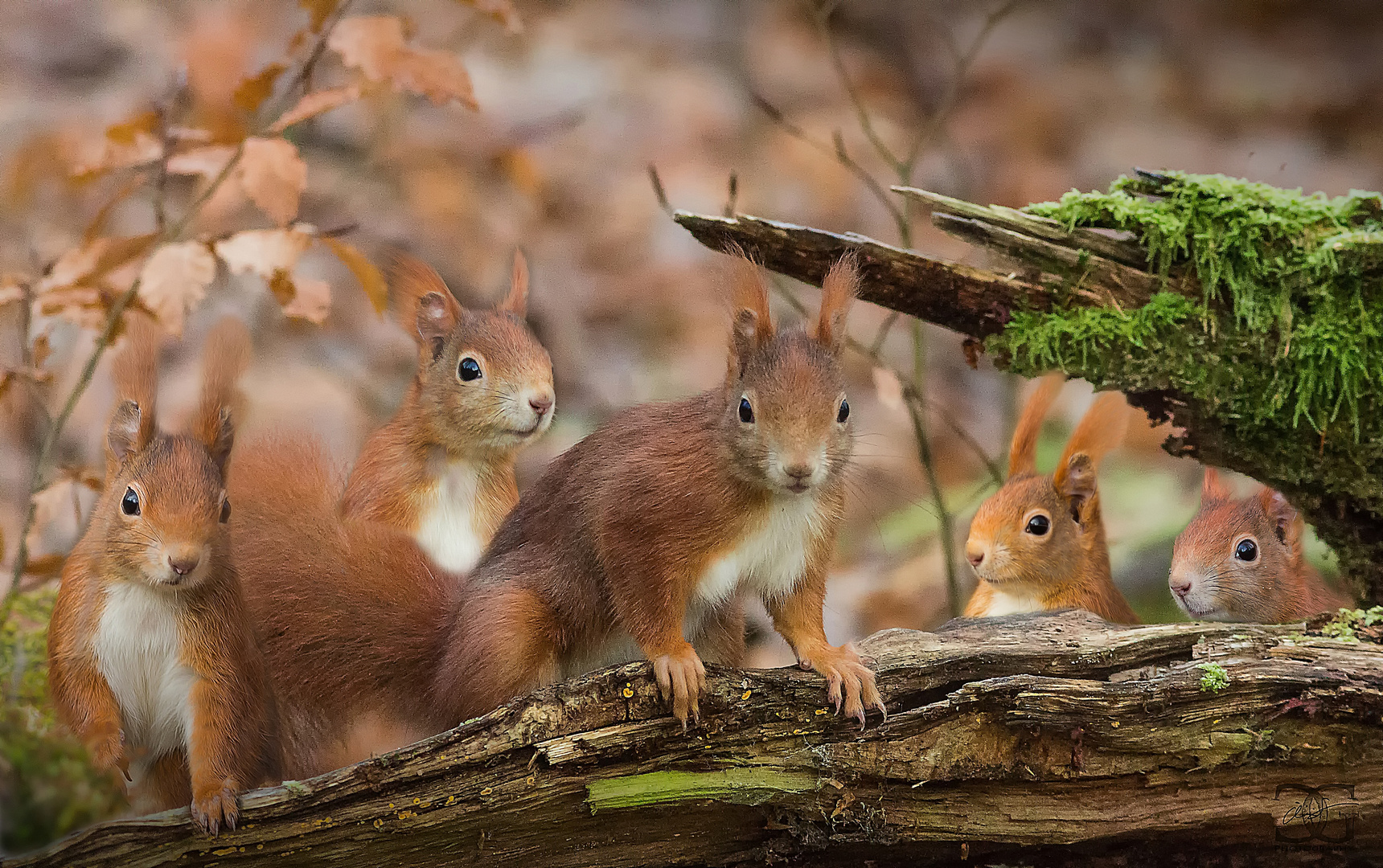 "The Gang Of Cuteness"