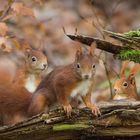 "The Gang Of Cuteness"