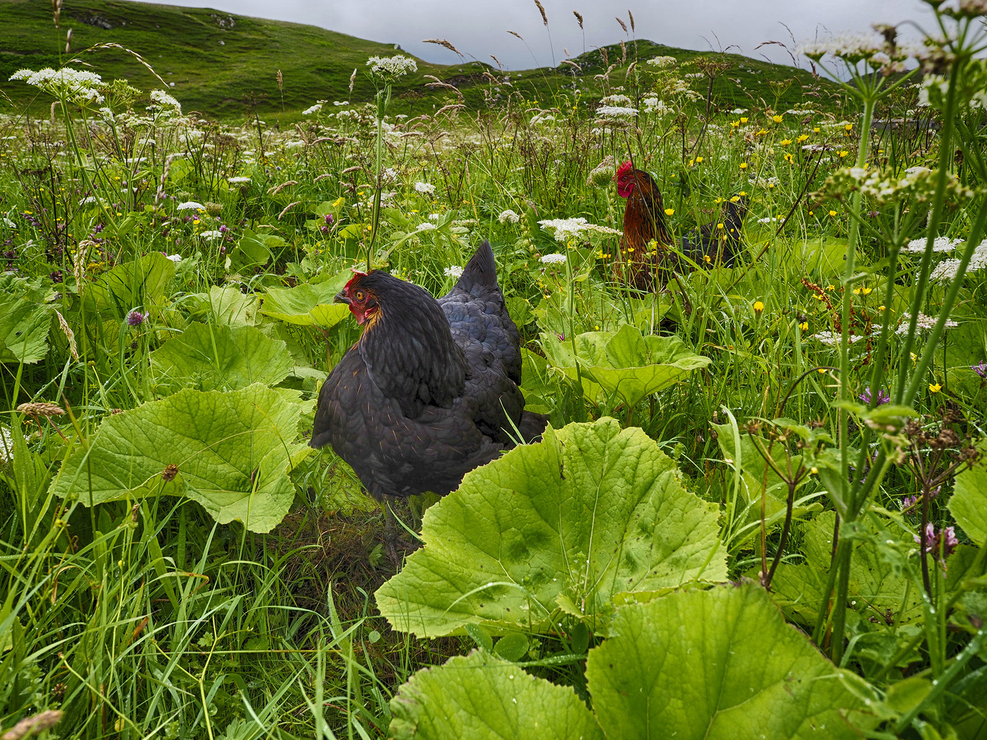 The Garden of Cluck