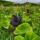 The Garden of Cluck