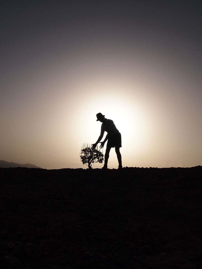 The Gardener