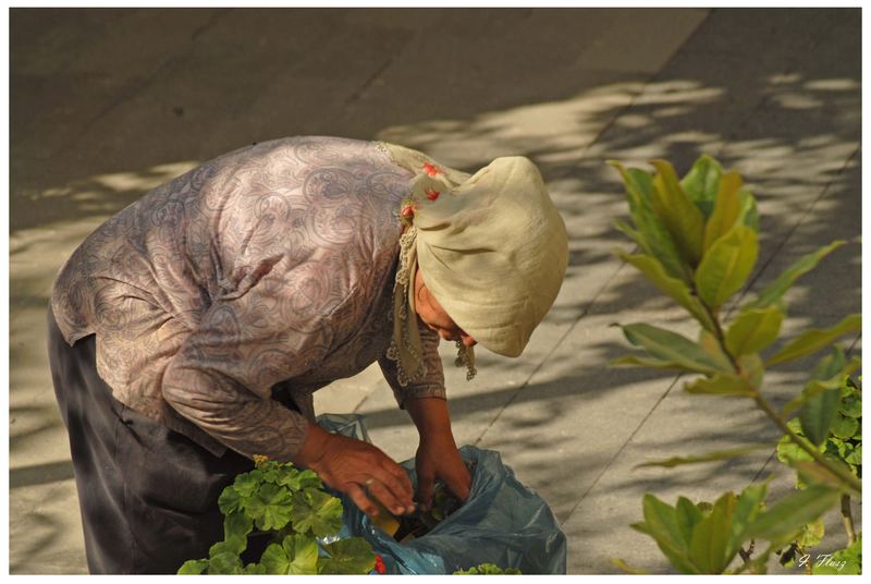 THE GARDENER