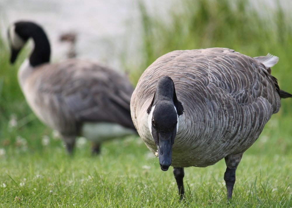 The Geese of Broadmoor Lake Park