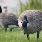 The Geese of Broadmoor Lake Park