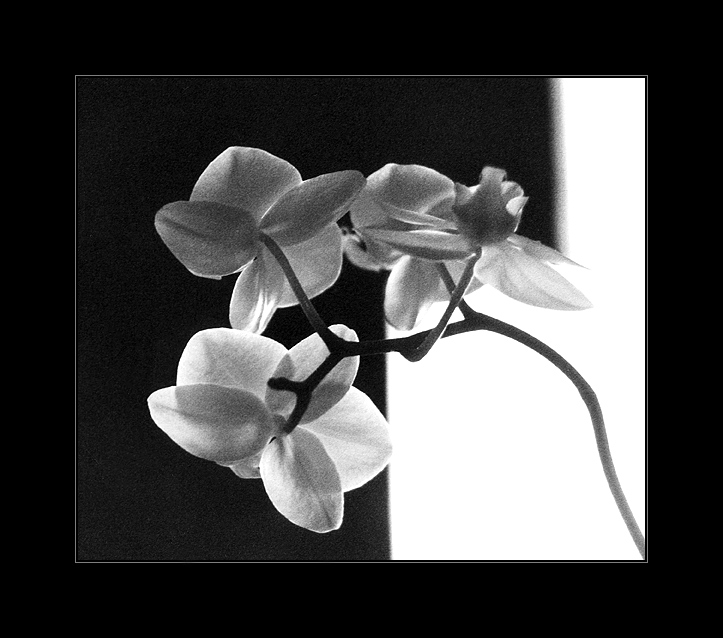 The Geometry of an Orchid