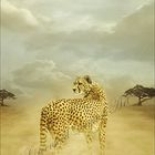 the gepard