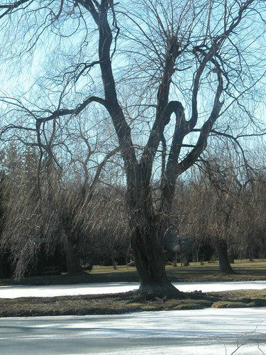 The Ghost Tree