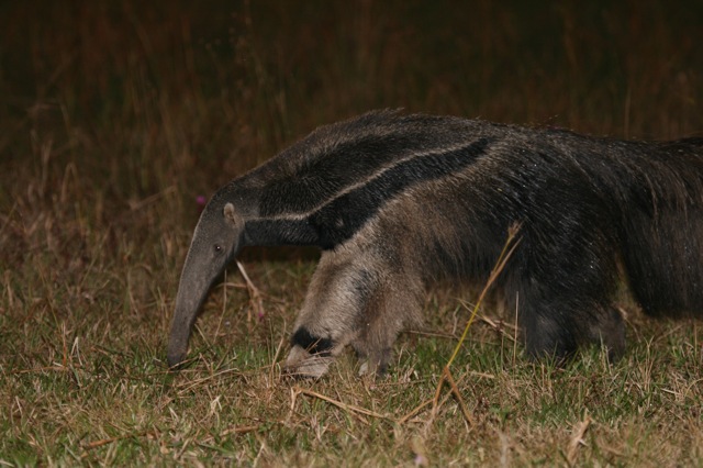 The Giant Ant Eater