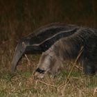 The Giant Ant Eater