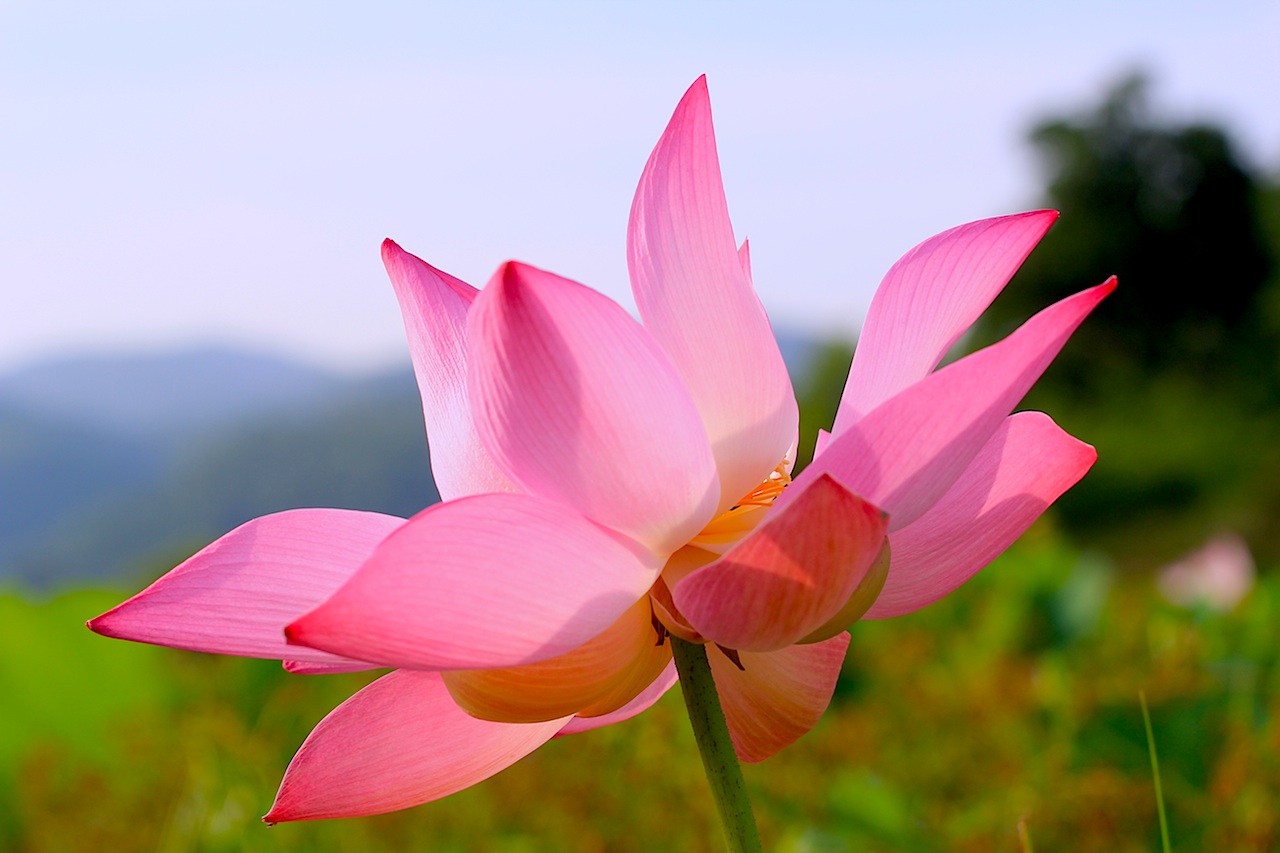 The giant lotus (Victoria Amazonica)