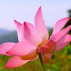 The giant lotus (Victoria Amazonica)