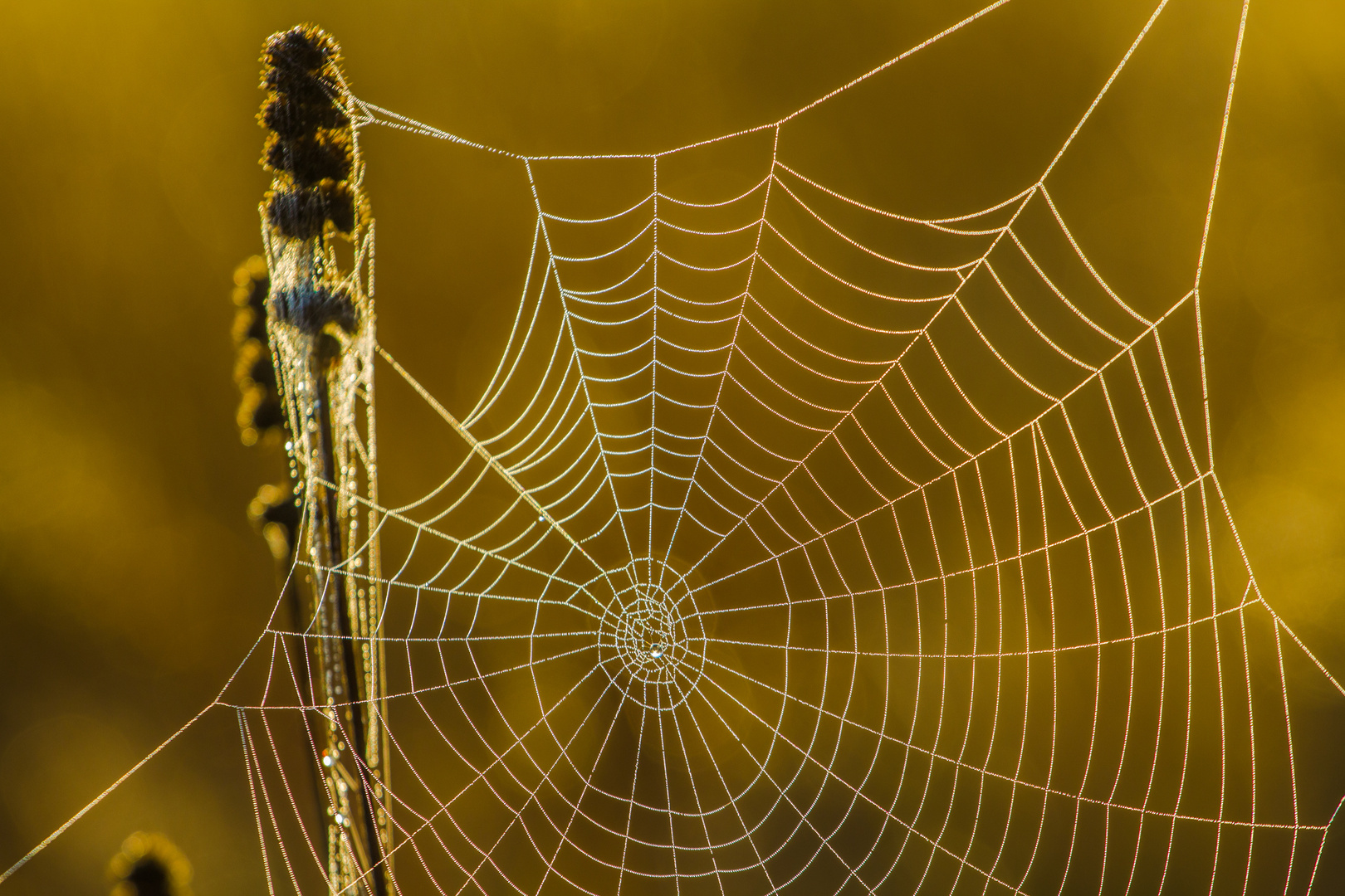 The giant spider web